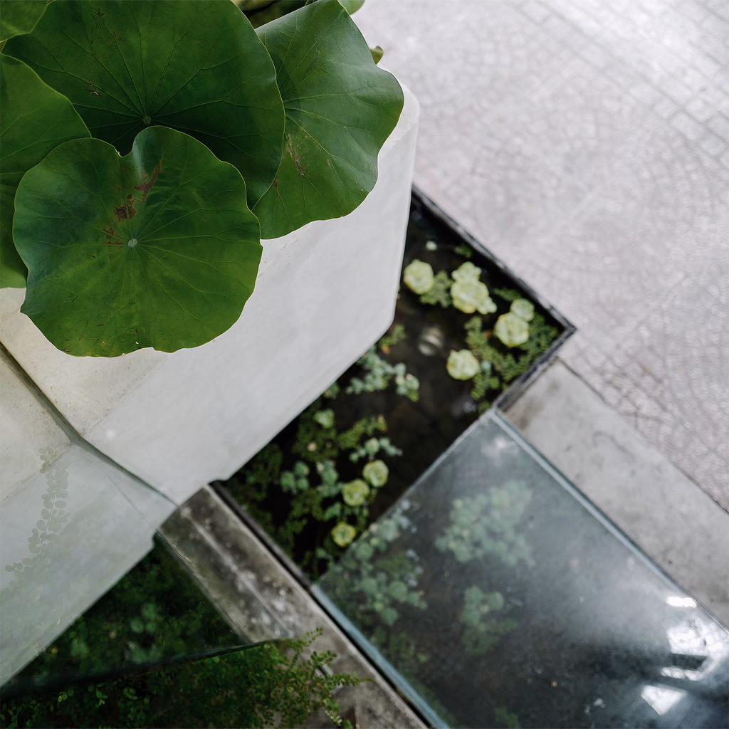 Sen Flower — image 4