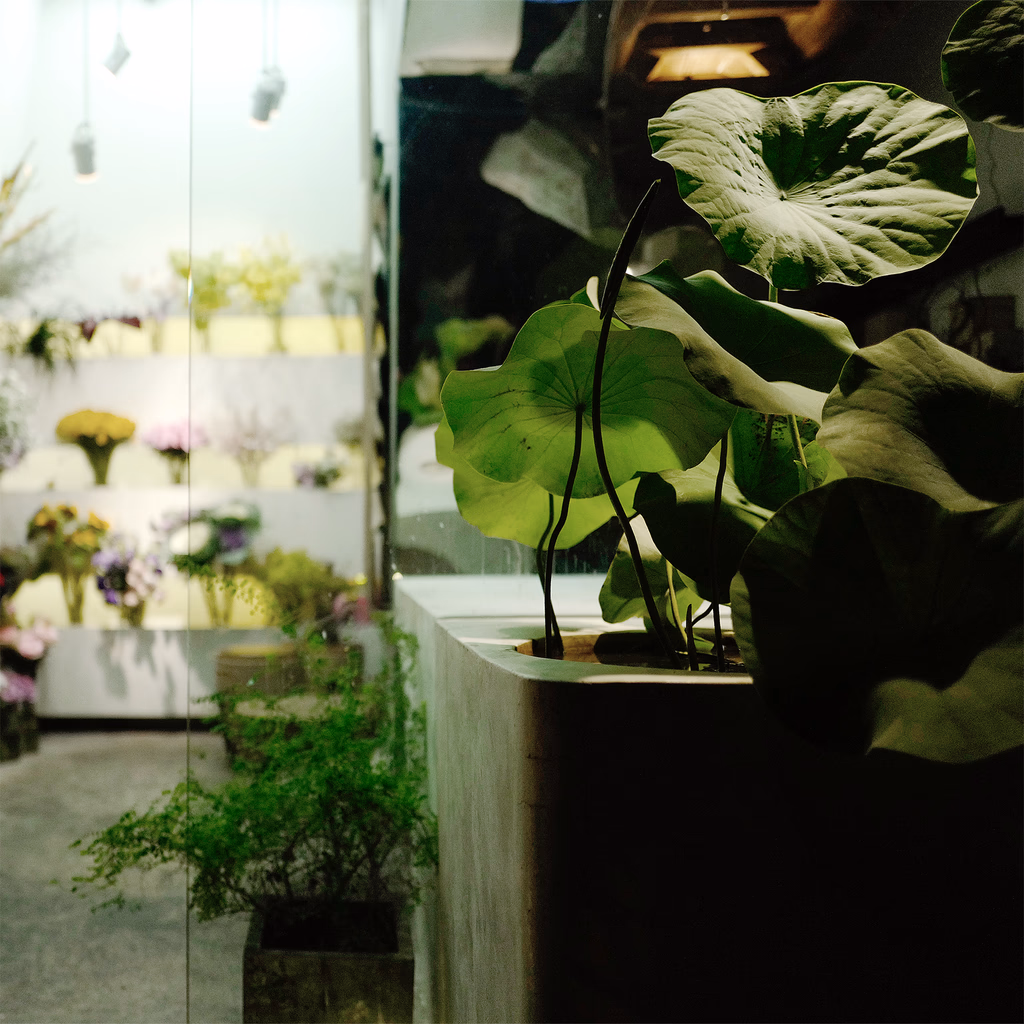 Sen Flower — image 12